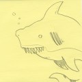 dc_shark
